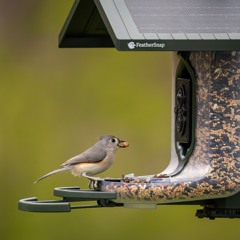 Techstination Interview: What does FeatherSnap Scout bring to the smart bird feeder picture?
