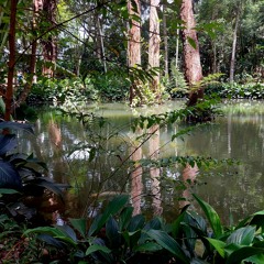Fairies Lake Tijuca Forest Feb 27 2023 1020 Hydrophones