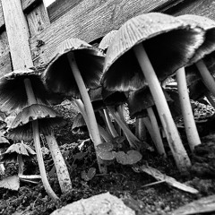 Hazy house 0.0.3 wip