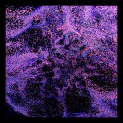 Maxi Meraki Orsay - Amado