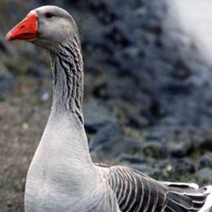 Grey Goose Mix And Blend!!
