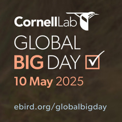 Episode 178 World Migratory Bird Day 2025