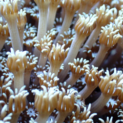 TIC&TAC - Goodbye NC - From Prog to Psy