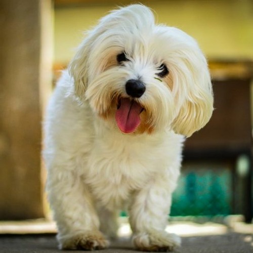 Köpeklerim + Prod.eeicyy