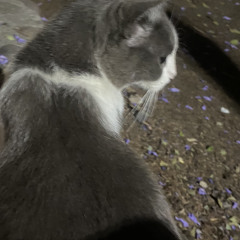 solo quiero ir a casa