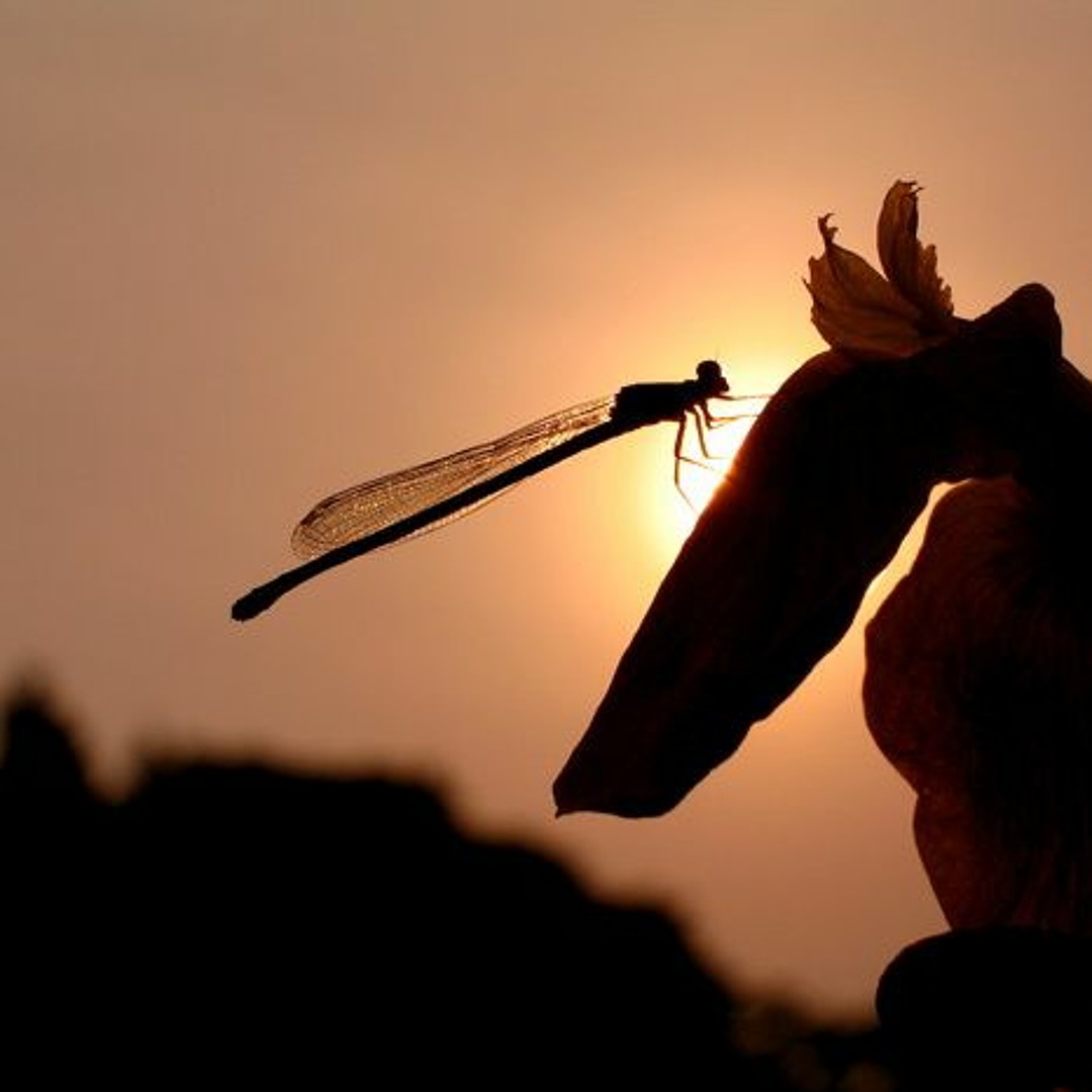 Stream Tsuyoshi Nagabuchi - Tonbo (hey×3 Ver.) by ヒークン