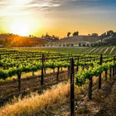 Review Special Price Premium Valle De Guadalupe Wine And Food Tour