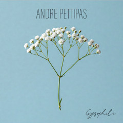 Gypsophila