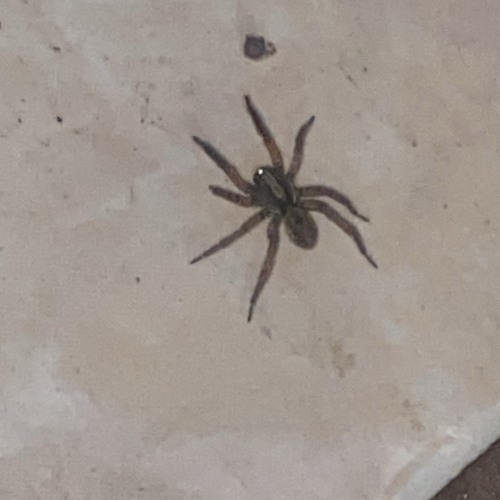 50RACKS (ft.Rxknephew)