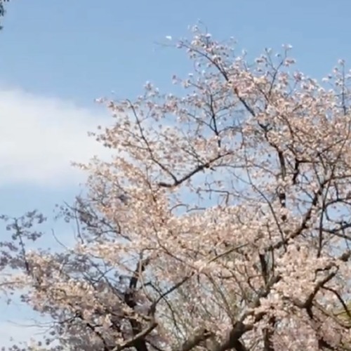 Stream 花見酒 22 4 10 東高円寺u F O Club By Woof Listen Online For Free On Soundcloud Stream 花見酒 22 4 10 東高円寺u F O Club By Woof Listen Online For Free On Soundcloud