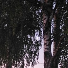 макsим - отпускаю [floxx. remix]