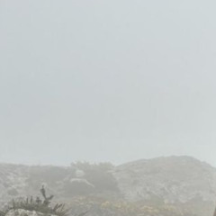 white fog (@KEENEX @SCATTERBLAST's loop)