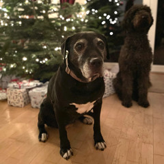 Sleeping Through Christmas