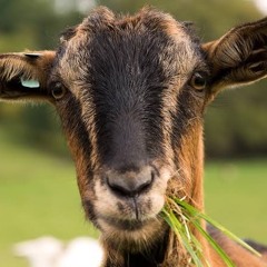 lebron james (prod. heyjt)