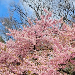 blossom (prod. giannisbtz)