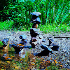 l'oiseau du nord - K I W I