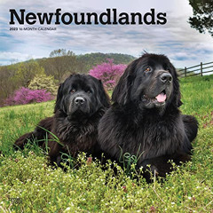 [READ] KINDLE 💌 Newfoundlands | 2023 12 x 24 Inch Monthly Square Wall Calendar | Bro