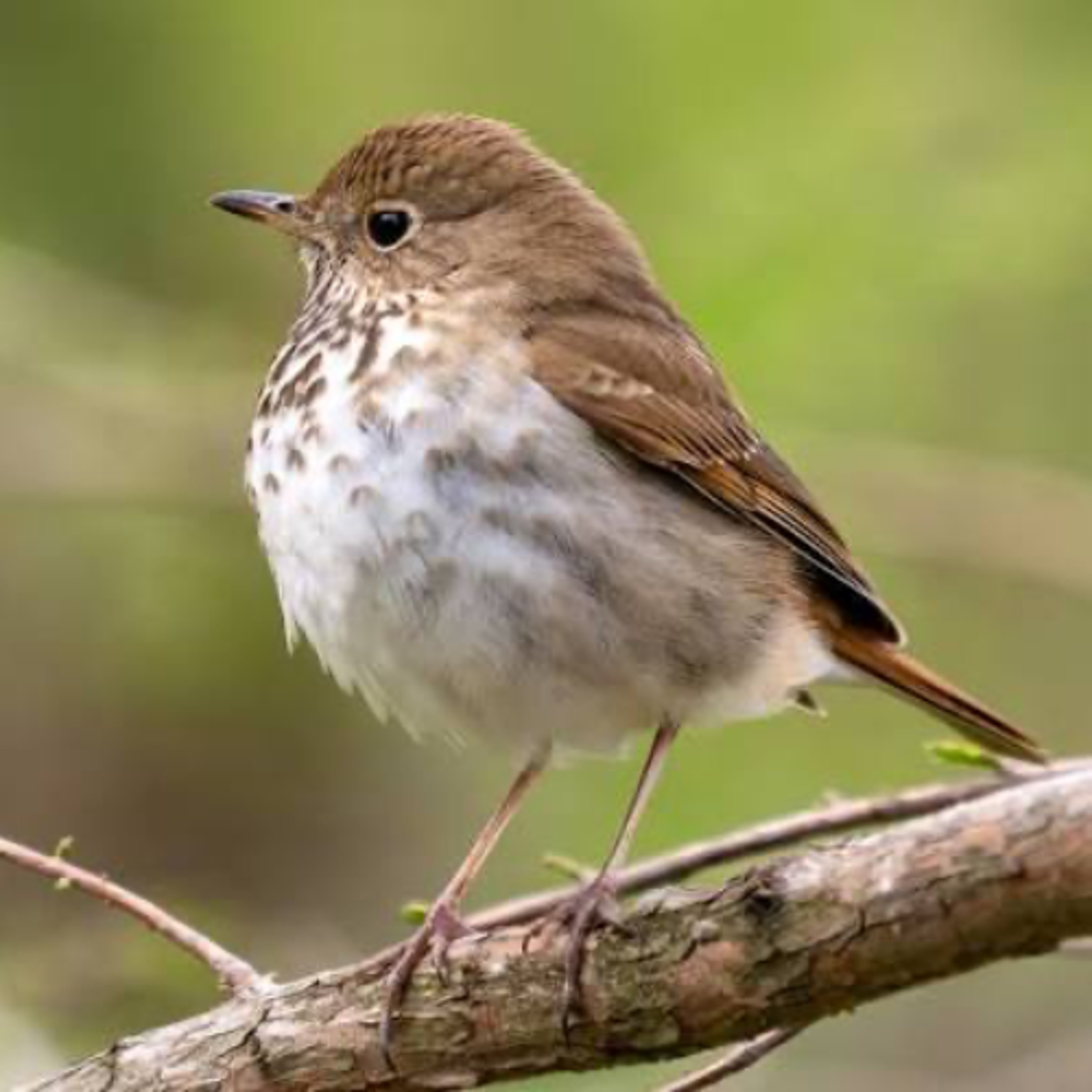 HERMIT THRUSH:  A master of SIMPLEXITY, simple pure tones + complex overtone flourishes… episode artwork