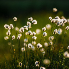 For You