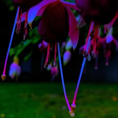 afterdusk