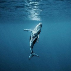 The Loneliest Whale