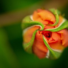 Getting Centred & Grounded - Quick Practice by Jeddah Mali