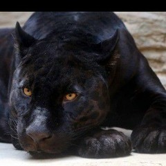 jus talking my shit (bring em out remix)