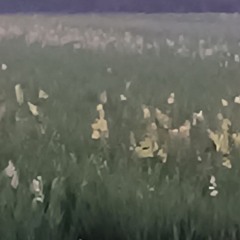 Anaconda Jersey Club Remix