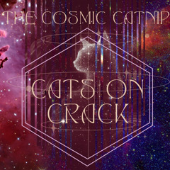 Cats On Crack