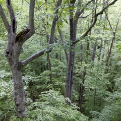 Morning songbirds in Ripple Hollow -- Shawnee National Forest, Illinois, U.S.A.