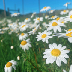 .wildflower. billie eilish isolated vocals