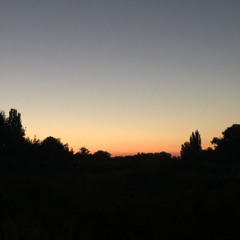 purple skunk (prod. ill will)