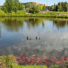 Fishing In Another Pond (10-4)