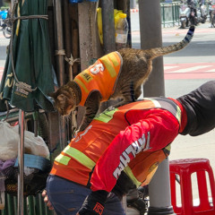 ┌(◉ ͜ʖ◉)つ┣▇▇▇═──