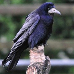 Rook & Crow (disquiet0447)