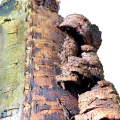 The Lost Forest - 2. Deforestation 3. Rebound