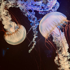 bioluminescence