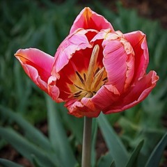 Tulip