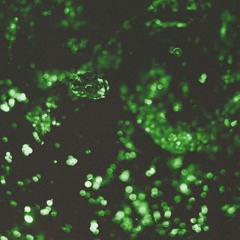 [PREMIERE] | Alessio Caselli - Decapilato [ARR08]