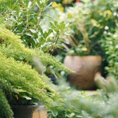 To the Lord We're as a Garden (#1156)