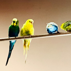 Présence #Anna Nozière# OIseau