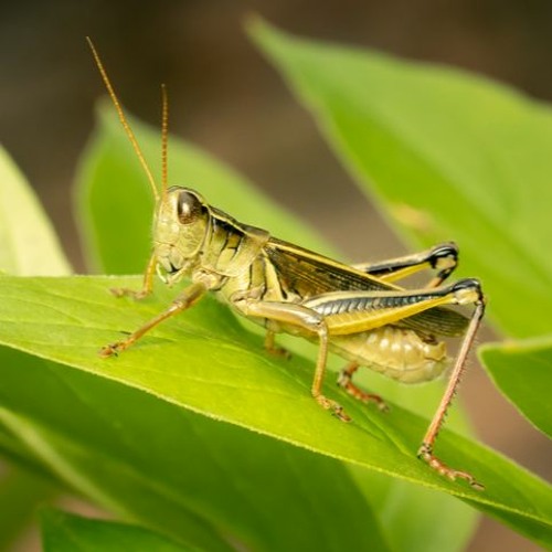 grasshopper