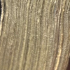 Gyanni - Talk Now [7SHENE EXCLUSIVE]