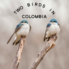 Two Birds in Colombia