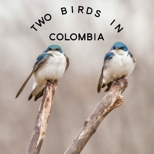 Two Birds in Colombia
