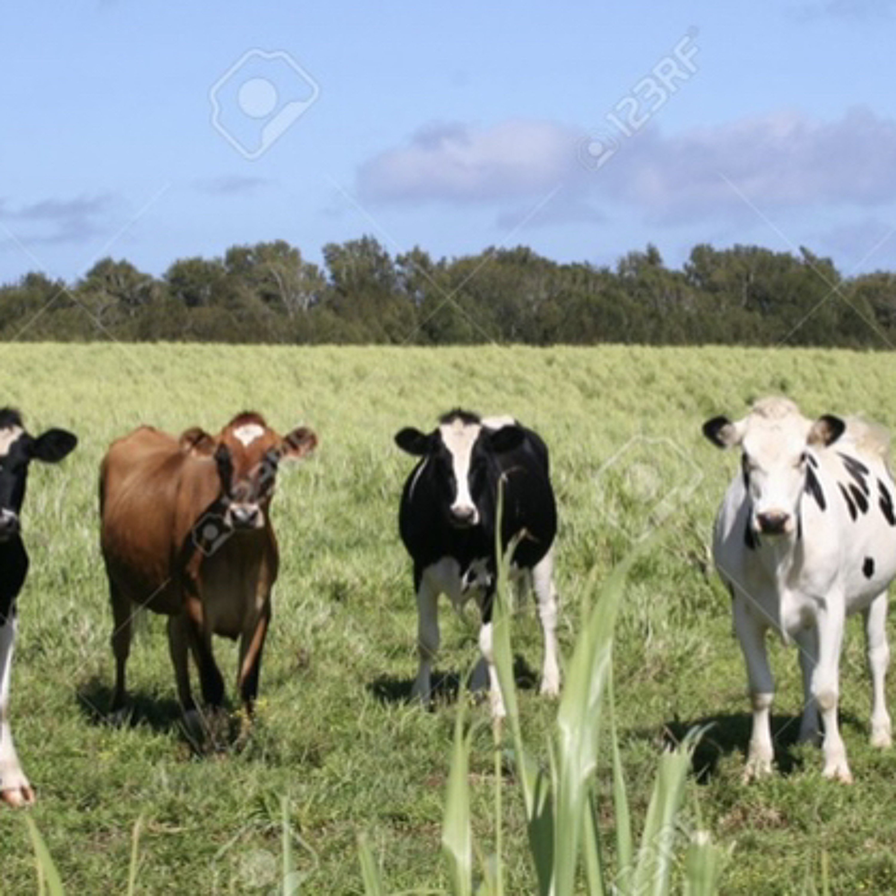 Five cows at a dairy farm episode artwork