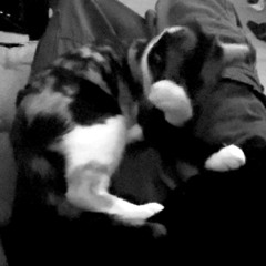 stupid fucking shit song