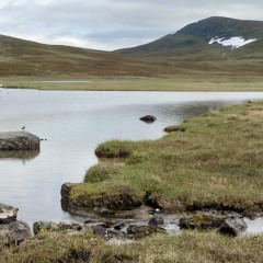 Dunlins on their breeding grounds