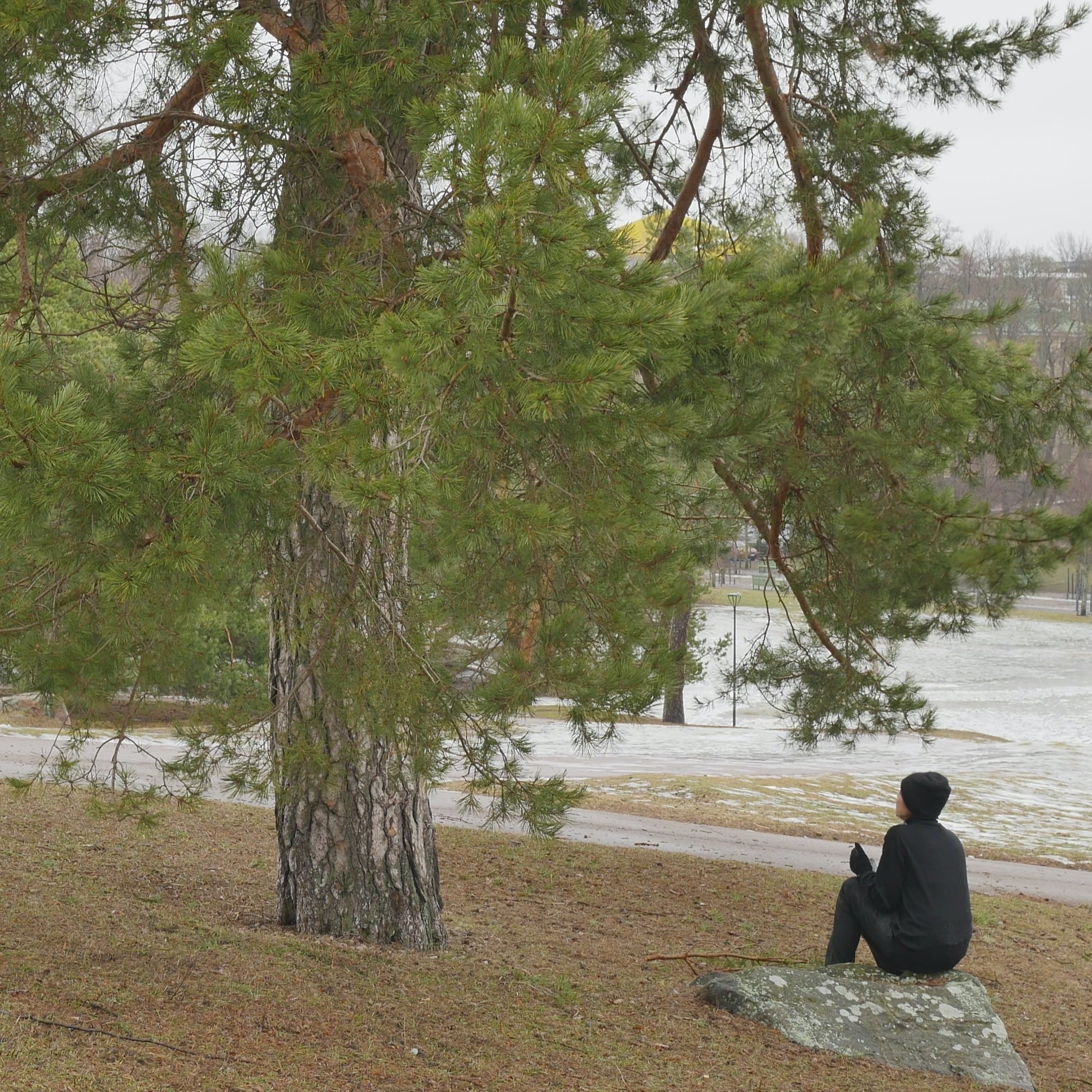 Pondering With A Pine In The Park - 3 episode artwork