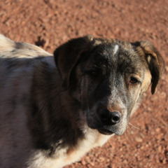 escape from my sound feedbacker